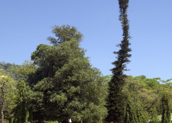 Ботанический сад в Канди, Шри-Ланка. Фото 2 – фотографии Шри-Ланки