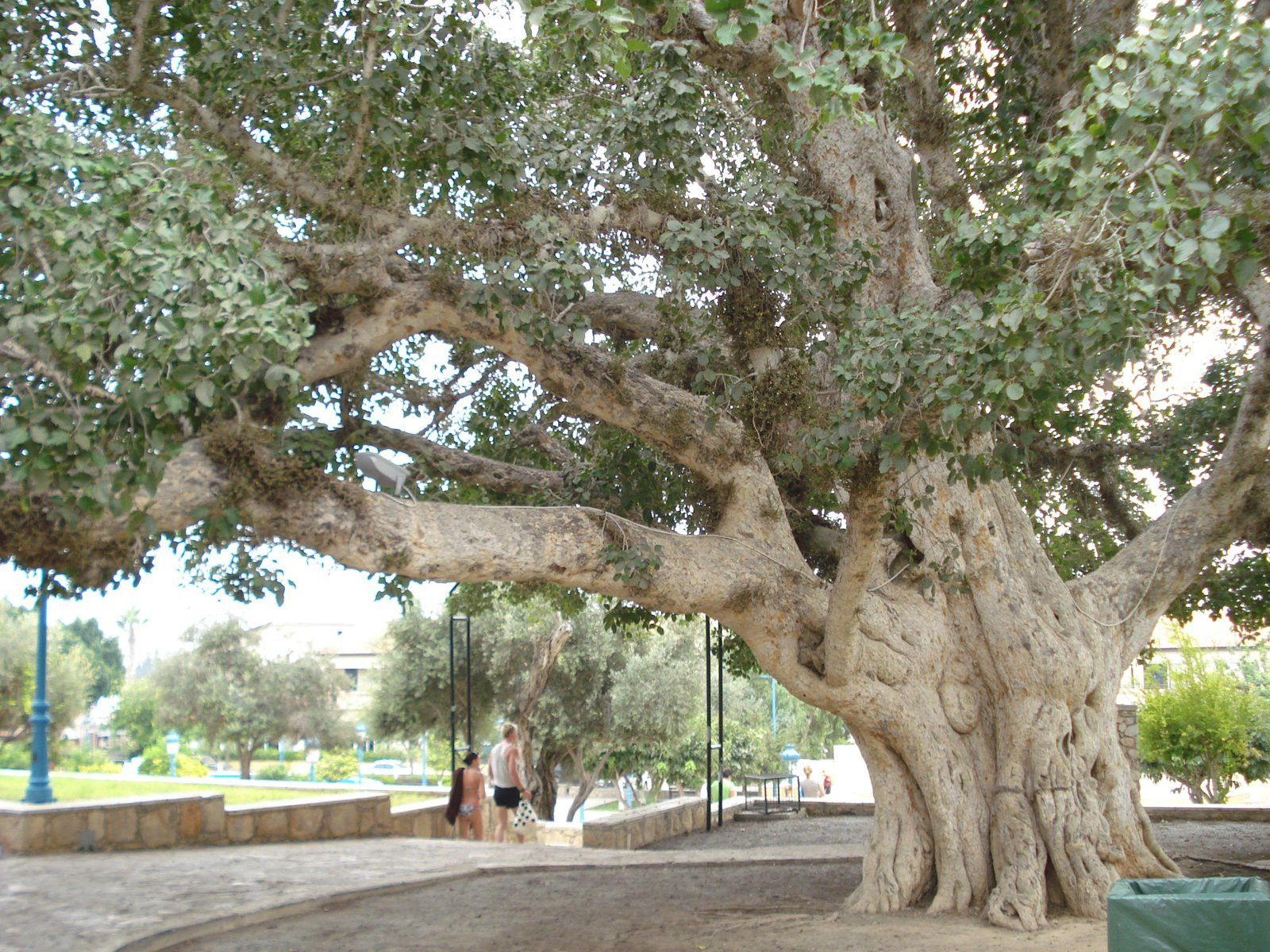 Айя-Напа, Кипр, фото № 37533 – фотографии Кипра