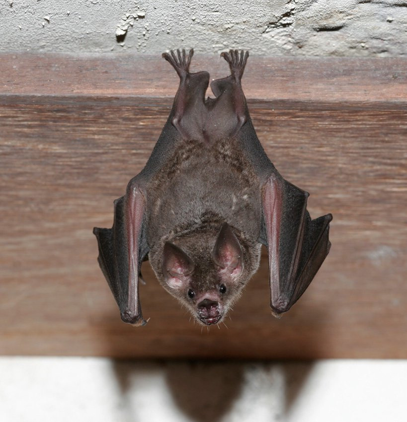 Французская Гвиана, фото № 2106 – фотографии Французской Гвианы