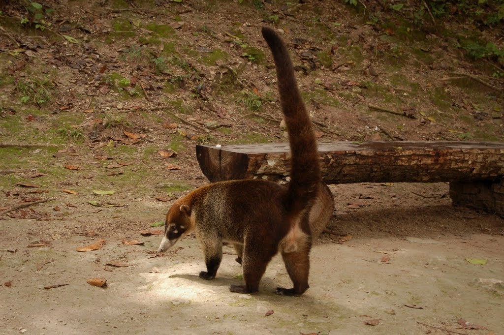 Tikal – фотографии Гватемалы