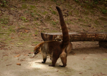 Tikal – фотографии Гватемалы