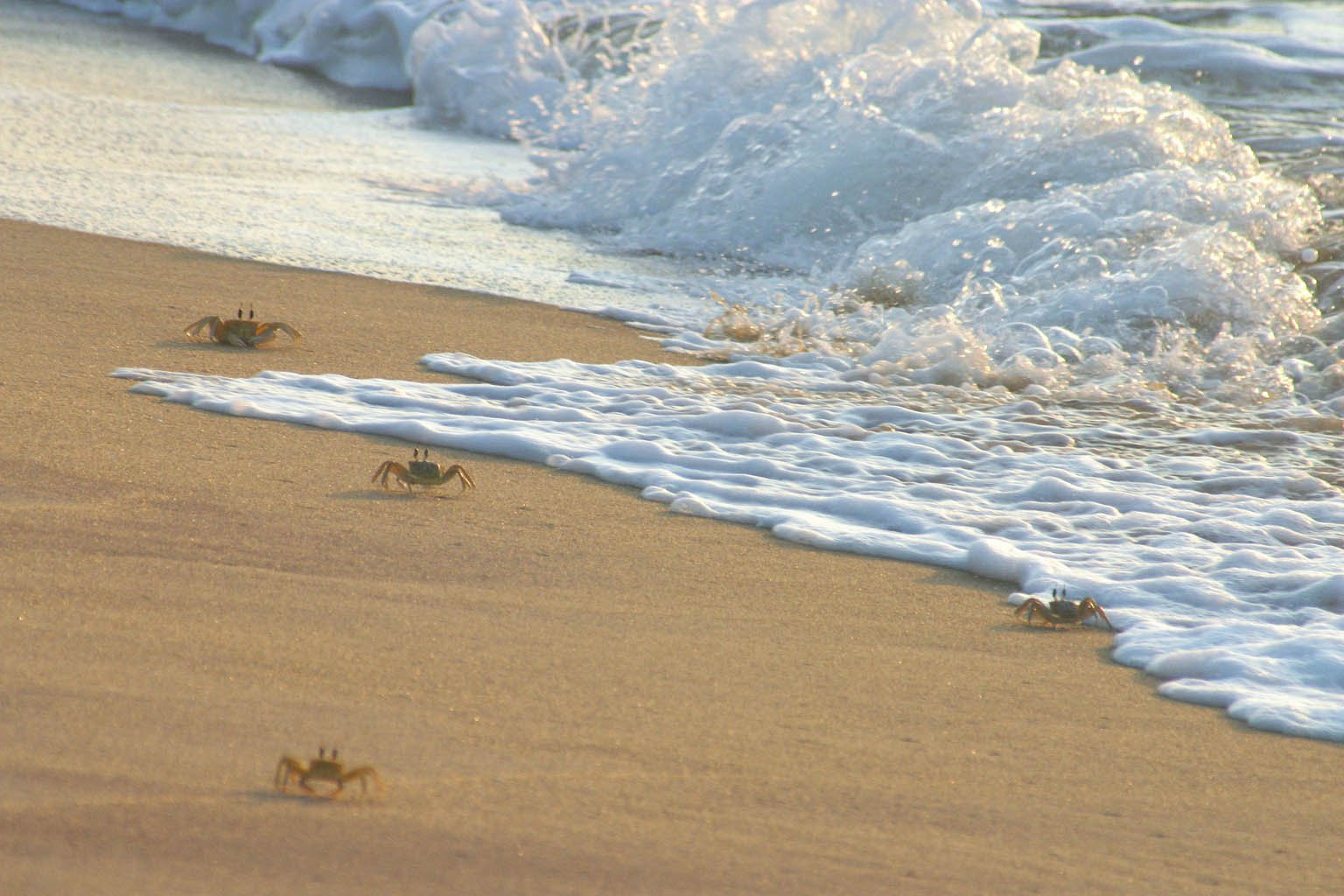 Калутара, Шри-Ланка, фото № 51221 – фотографии Шри-Ланки