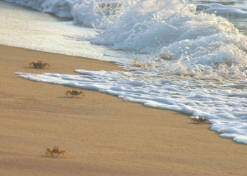 Калутара, Шри-Ланка, фото № 51221 – фотографии Шри-Ланки