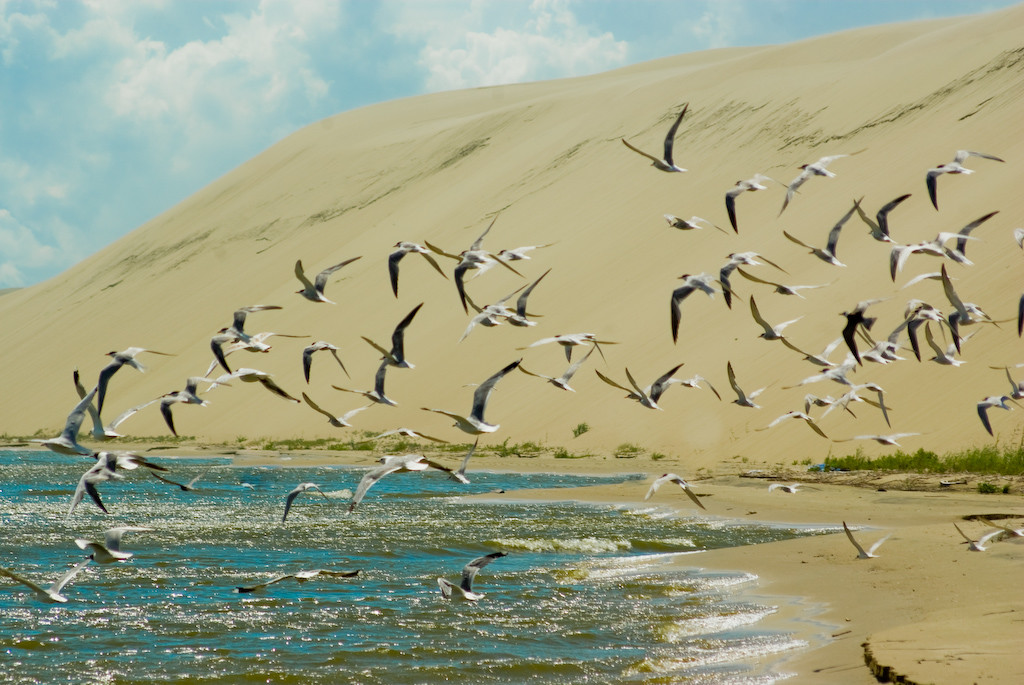 Куршская коса в Калининградской области. Фото 1 – фотографии России