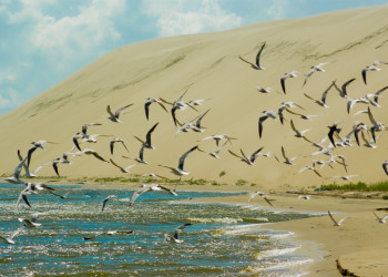 Куршская коса в Калининградской области. Фото 1 – фотографии России