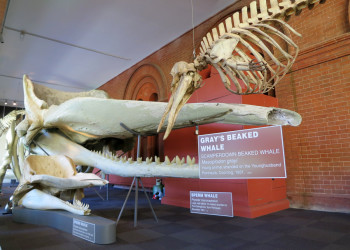 Музей Южной Австралии (South Australian museum), Аделаида, фото 6 – фотографии Австралии