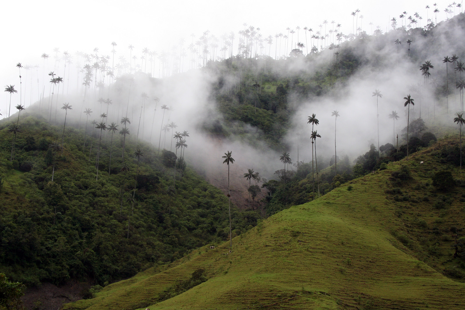 Долина Кокора. Фото 7 – фотографии Колумбии