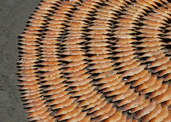 Пляж Ши-Ши и ракушки – фотографии США