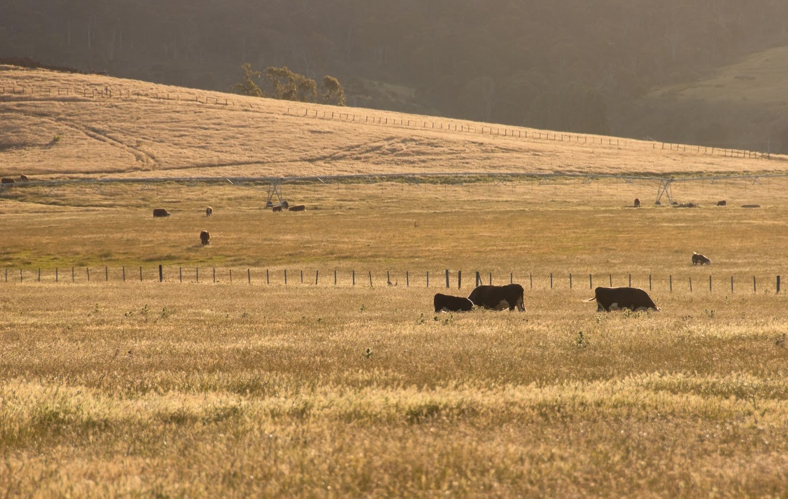 Поля в Тасмании, Австралия – фотографии Австралии