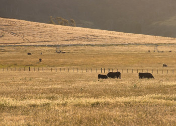 Поля в Тасмании, Австралия – фотографии Австралии