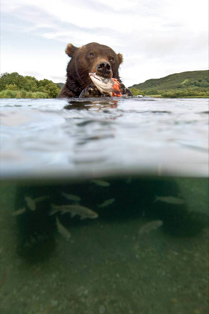 Медведь кушает в реке на Камчатке – фотографии России