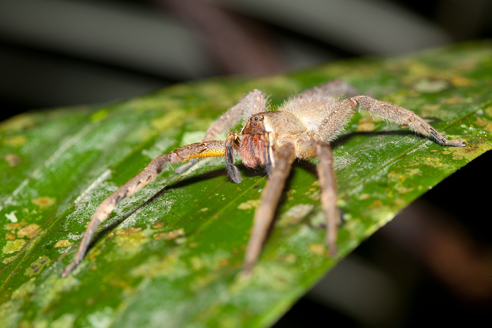 Паук в национальном парке Ману (Manu National Park) – фотографии Перу