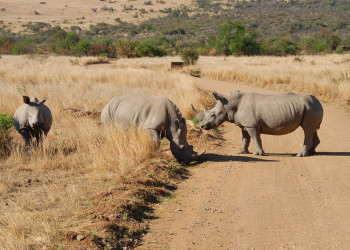Ninasarvikud – фотографии ЮАР