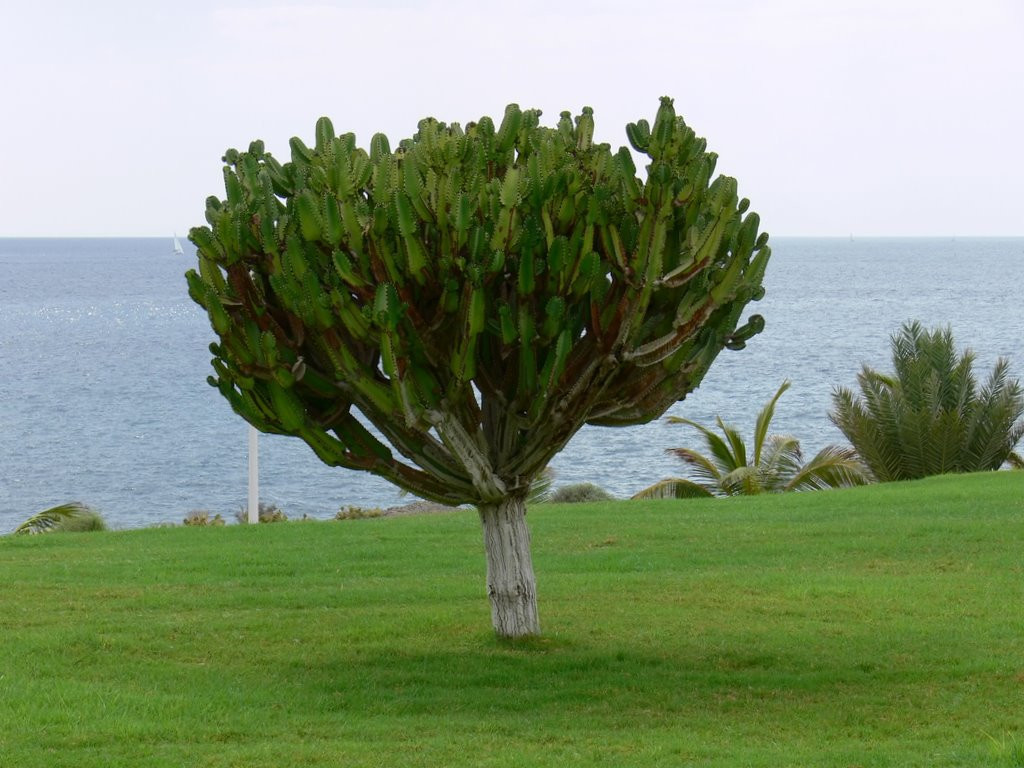 Тенерифе остров, Канарские острова, фото № 33739 – фотографии Канарских островов