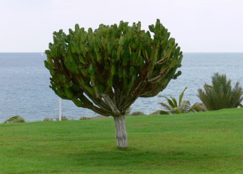 Тенерифе остров, Канарские острова, фото № 33739 – фотографии Канарских островов