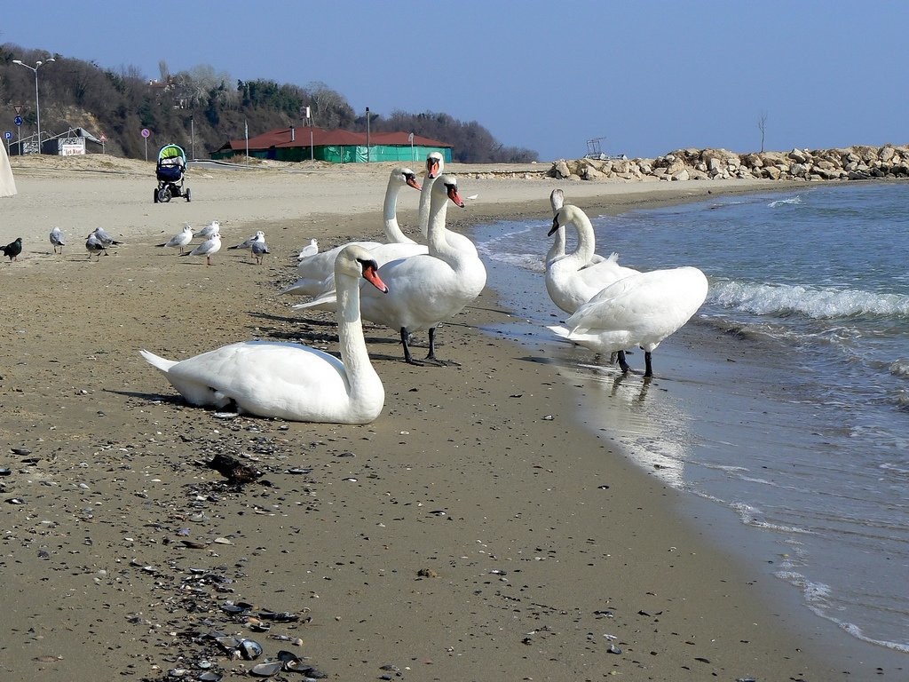 Птицы на пляже в Варне, Болгария. Фото 1 – фотографии Болгарии