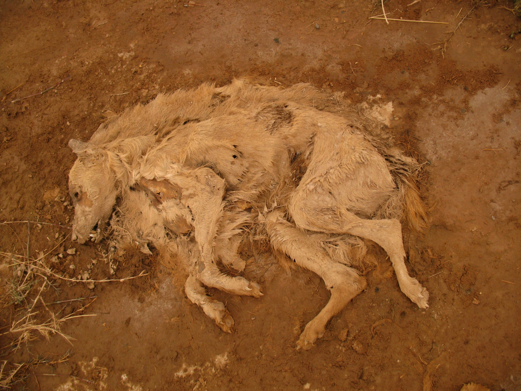 Эрфуд, Марокко, фото № 8747 – фотографии Марокко