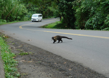 Коста-Рика, фото № 771 – фотографии Коста-Рики