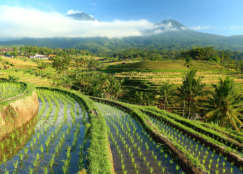 Рисовые террасы Jatiluwih на острове Бали. Фото 12 – фотографии Индонезии