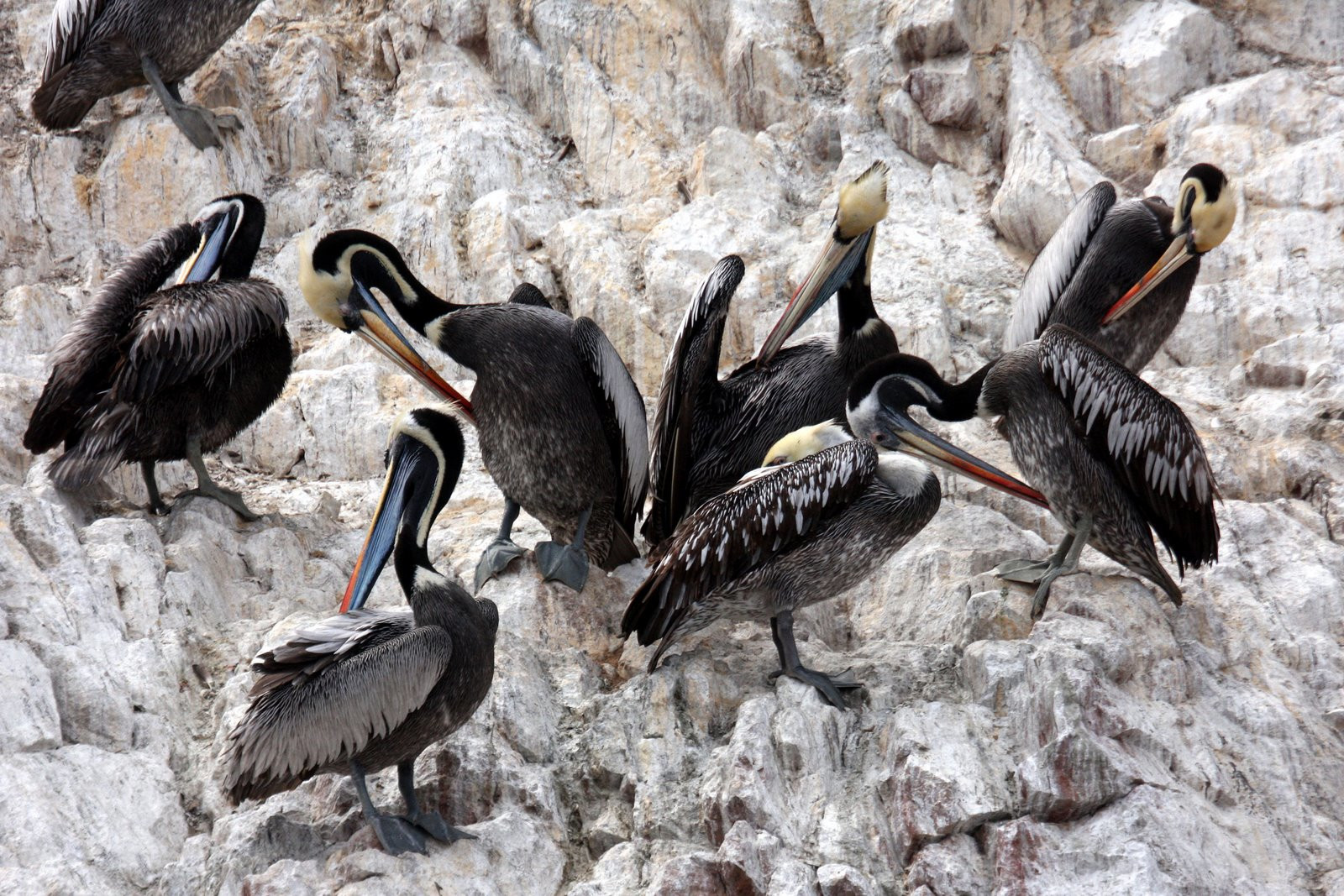 Пернатые обитатели островов Бальестас – фотографии Перу