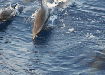 Шарм-эль-Шейх, Египет, фото № 35703 – фотографии Египта