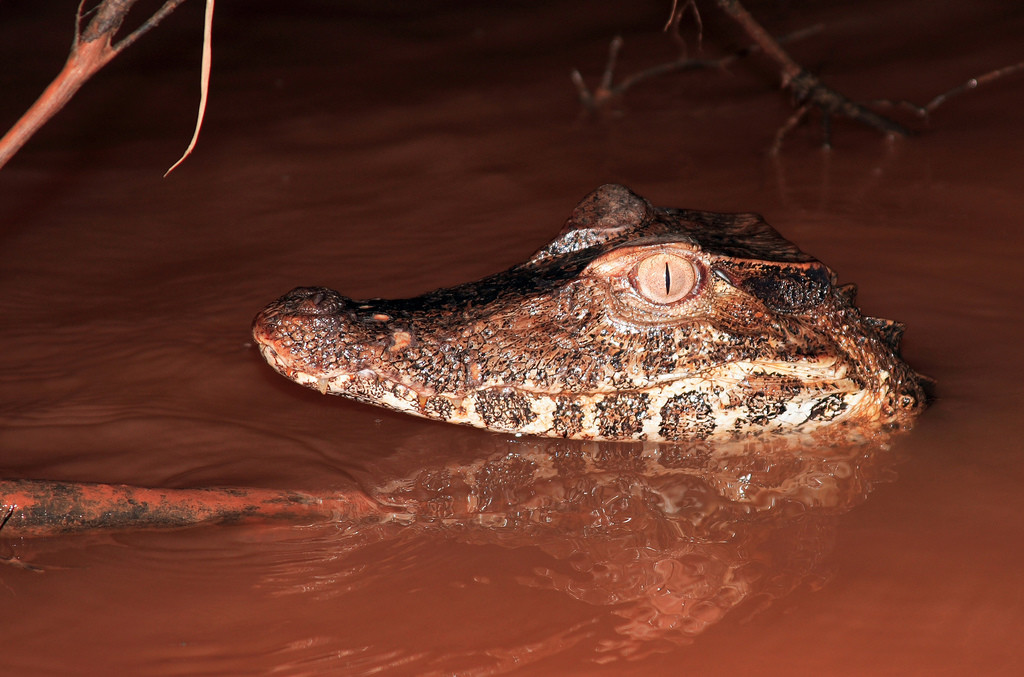 Заповедник Тамбопата (Tambopata National Reserve) – фотографии Перу