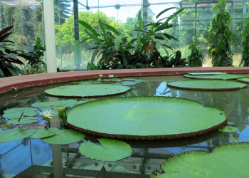 Ботанический сад (Botanic Garden Adelaide) в Аделаиде – фотографии Австралии