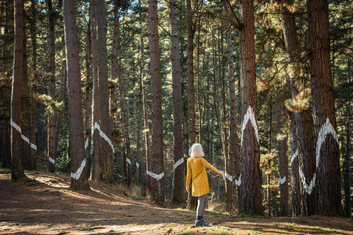 Каждый посетитель Живого леса Ома может двигать полотно леса, играя с перспективой во время ходьбы – фотографии Испании