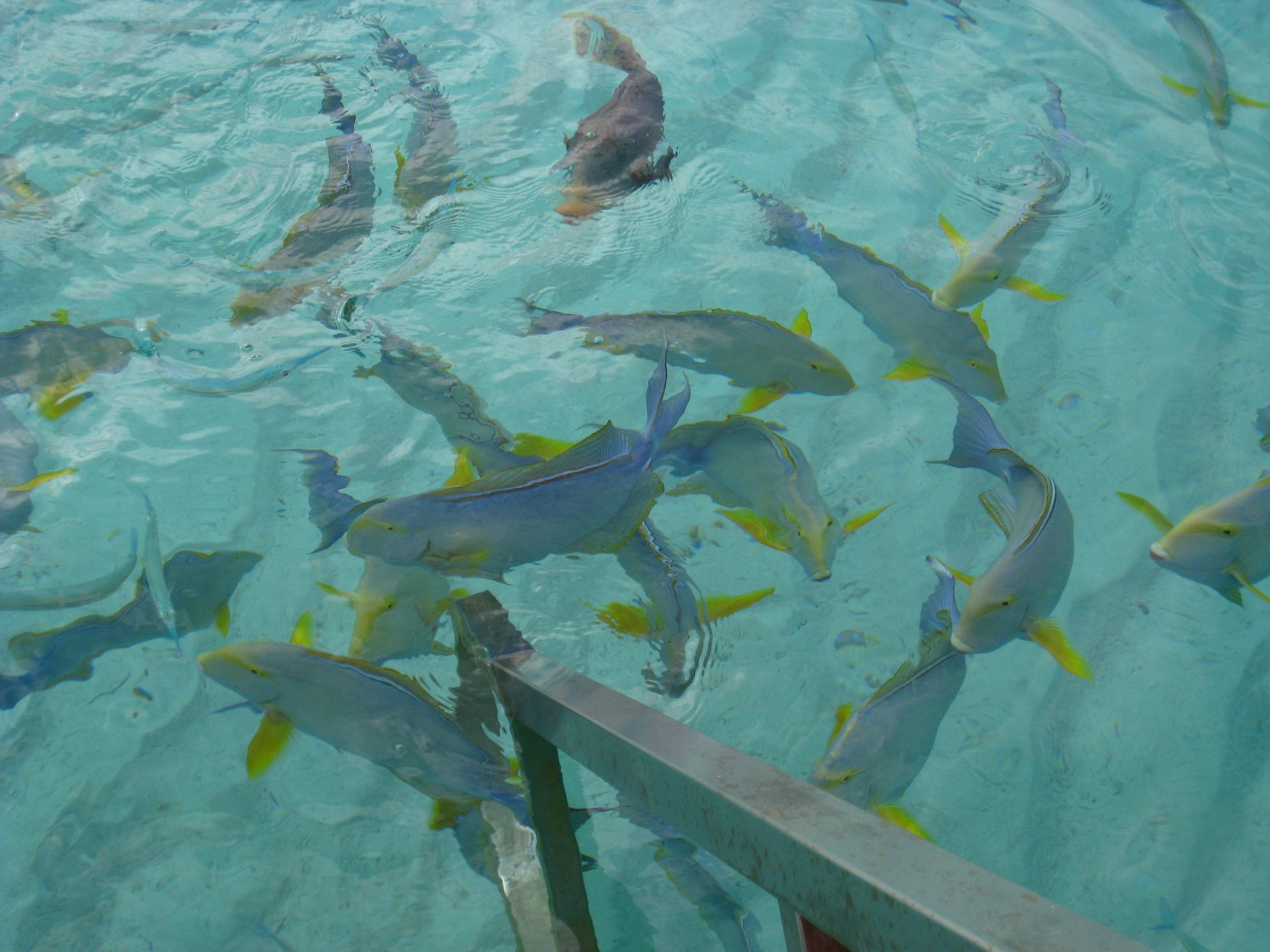 Лавияни атолл, Мальдивы, фото № 77246 – фотографии Мальдивских островов