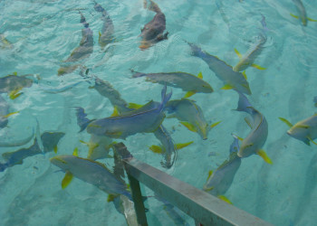 Лавияни атолл, Мальдивы, фото № 77246 – фотографии Мальдивских островов