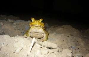 Бауаха-Сонене Национальный Парк – фотографии Перу