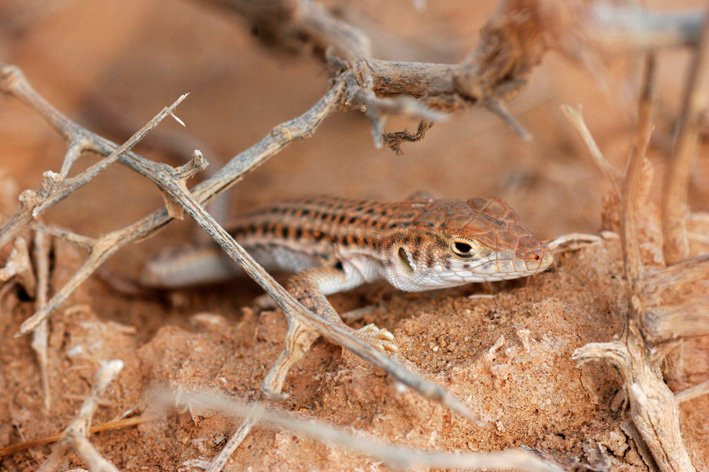 Израиль, фото № 2010 – фотографии Израиля