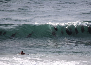 Встречи с дельфинами в Байрон-Бей (Byron Bay) в Австралии – фотографии Австралии