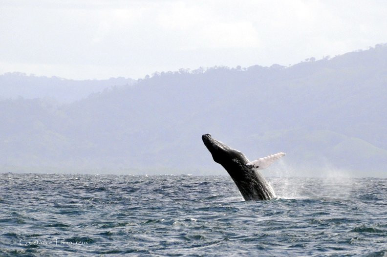 Самана, Доминикана, фото № 30622 – фотографии Доминиканы