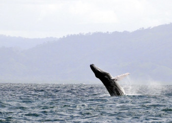 Самана, Доминикана, фото № 30622 – фотографии Доминиканы