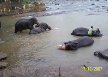 Шри-Ланка, фото № 1185 – фотографии Шри-Ланки