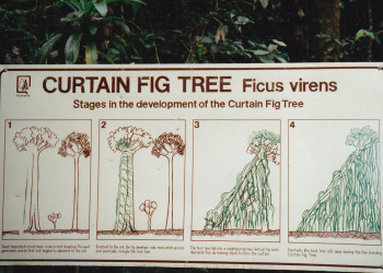 Схема роста Дерева-занавеса (Curtain Fig Tree) – фотографии Австралии