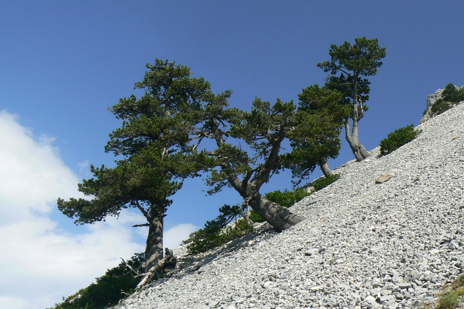Деревья на Биоградской горе, Черногория – фотографии Черногории
