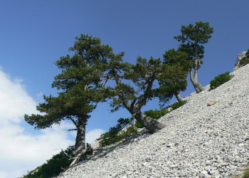 Деревья на Биоградской горе, Черногория – фотографии Черногории