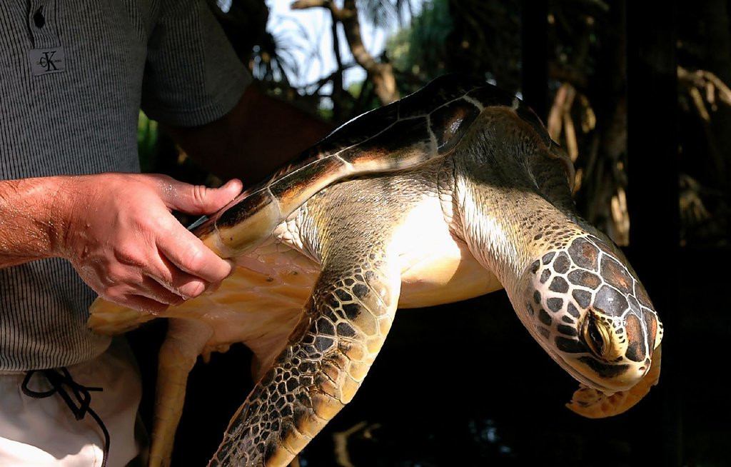 Бентота, Шри-Ланка, фото № 50678 – фотографии Шри-Ланки