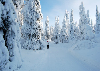 Зимний лес в Финляндии – фотографии Финляндии