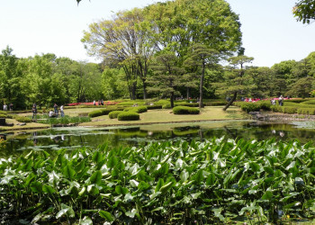 Tokyo – фотографии Японии
