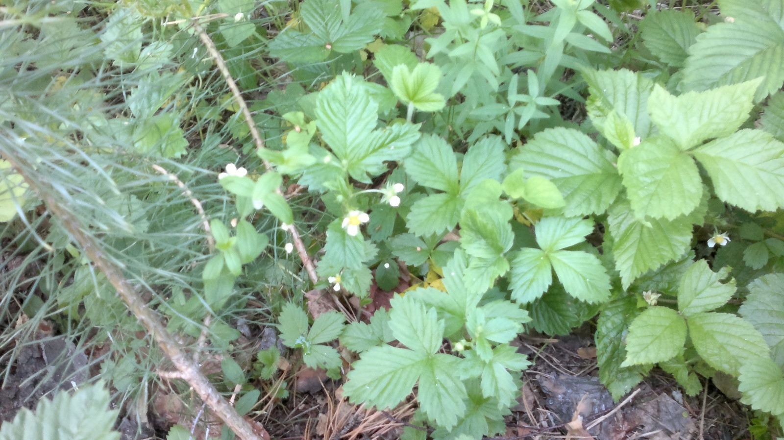 земляника – фотографии России