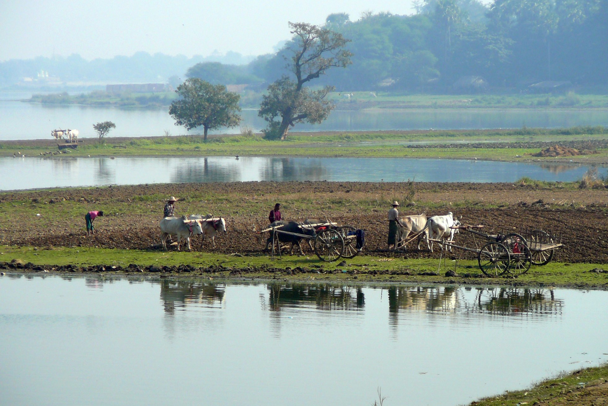Сельское хозяйство по старинке – фотографии Мьянмы