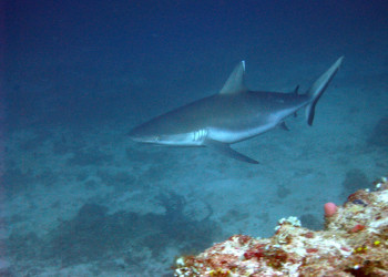 Акула на Мальдивах. Фото 3 – фотографии Мальдивских островов