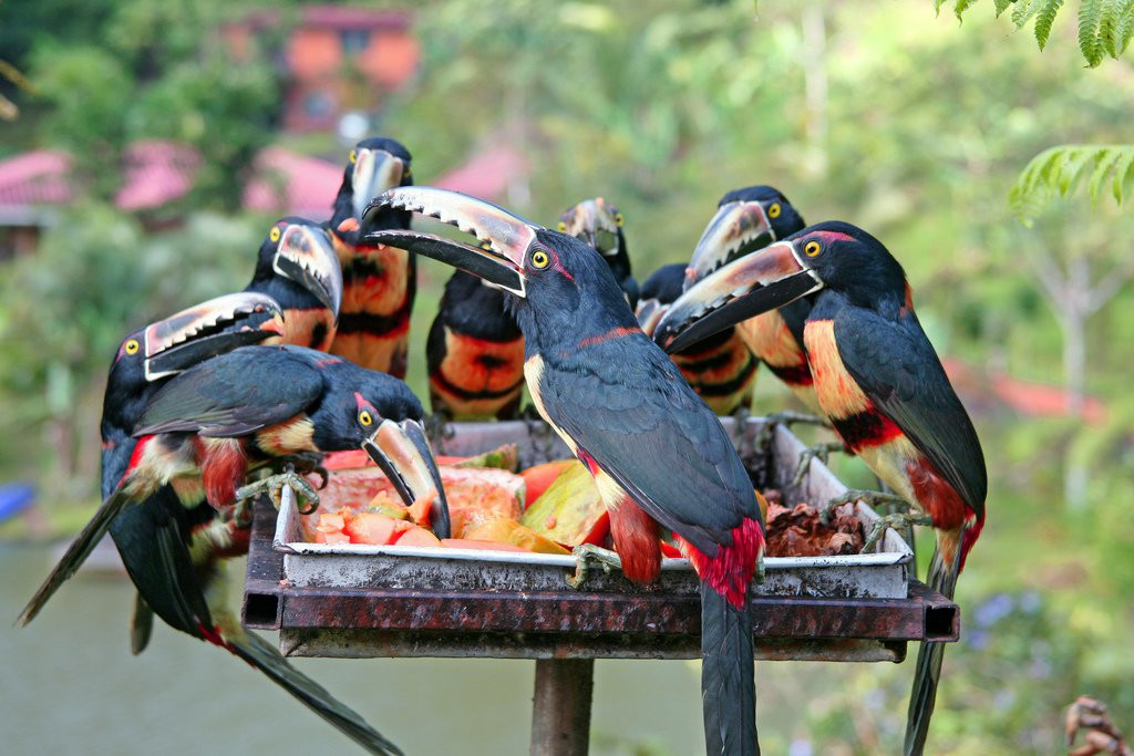 Коста-Рика, фото № 780 – фотографии Коста-Рики