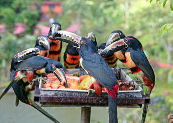 Коста-Рика, фото № 780 – фотографии Коста-Рики