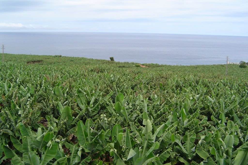 Тасакорте, Ла-Пальма остров, Канарские острова, фото № 32175 – фотографии Канарских островов