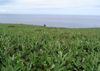 Тасакорте, Ла-Пальма остров, Канарские острова, фото № 32175 – фотографии Канарских островов