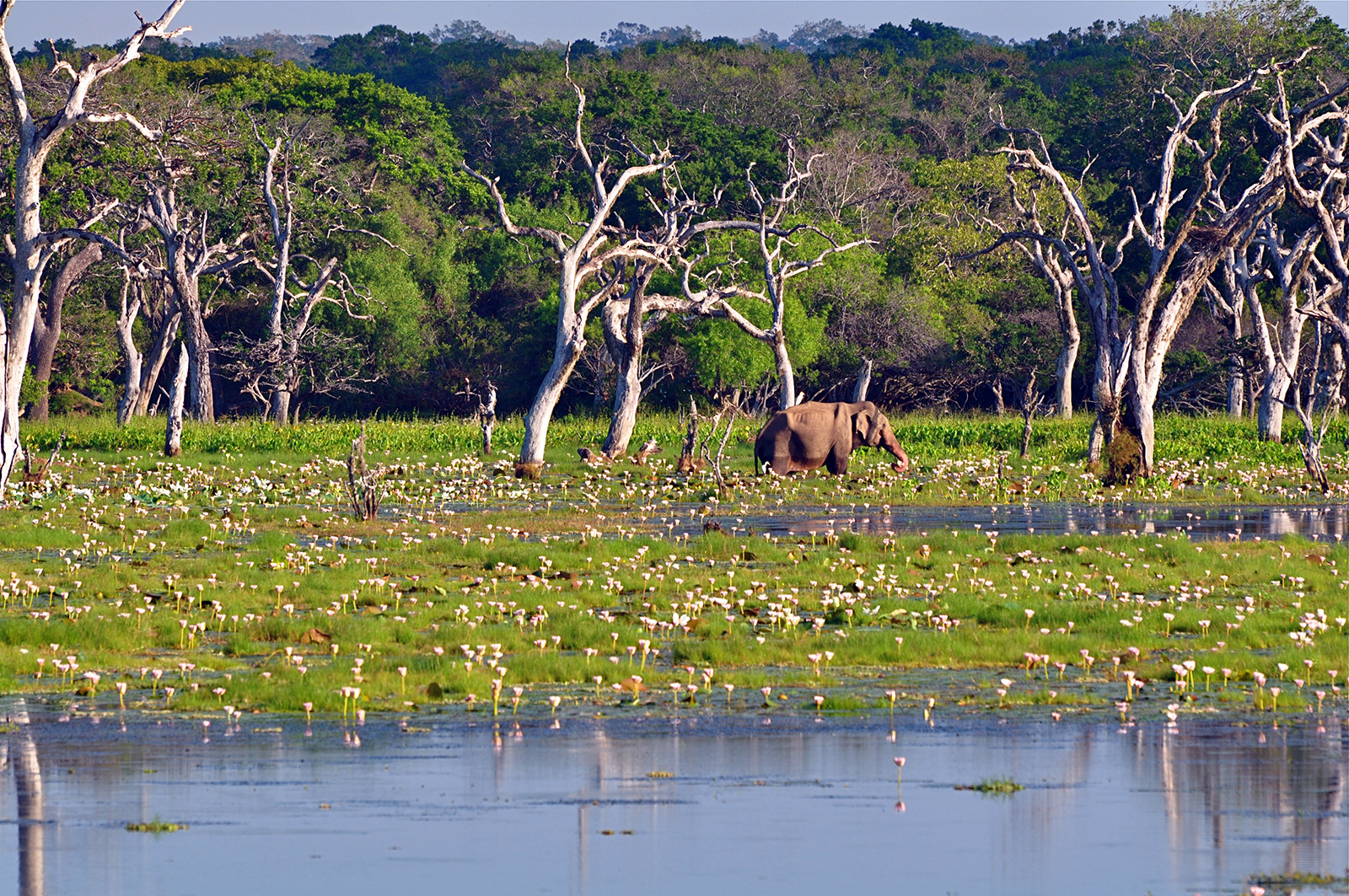 Национальный парк Яла (Yala National Park), Шри-Ланка. Фото 3 – фотографии Шри-Ланки